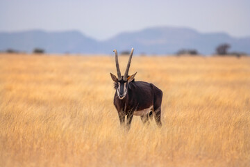 sable antelope bull, Mokala National Park, Kimberley, South Africa