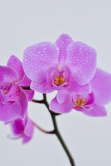 Fototapeta na wymiar violet orchid with water drops isolated on white background