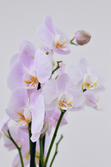 Fototapeta na wymiar violet orchid isolated on white background - copy space