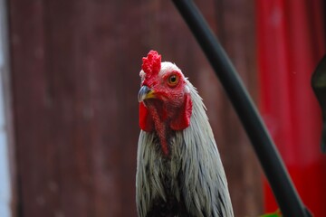 portrait of a rooster