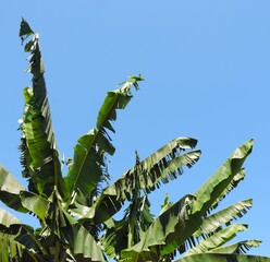 banana leaf photo on blue sky background