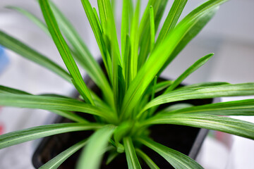 Seedlings of summer green flowers in pots on the windowsill
