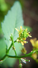 Euphorbia dentata blooming flower green leaves