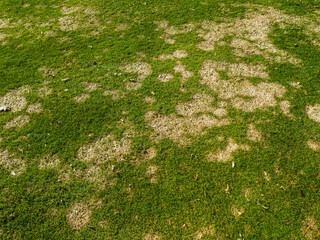 gray snow mold a common turf fungus also called fusarium patch or Microdochium nivale affected...