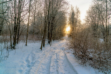 Sunset in a winter forest with a distant road.