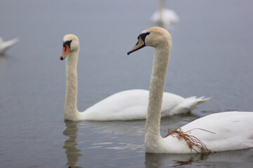 Beautiful swan birds float on the reflective water of the lake.
