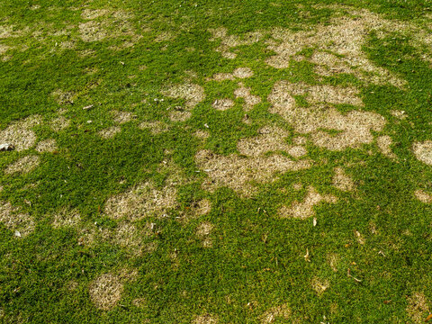 Gray Snow Mold A Common Turf Fungus Also Called Fusarium Patch Or Microdochium Nivale Affected Cool-season Grass On Golf Course Or Lawn In Garden