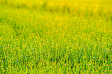 Obraz na płótnie Canvas Green fresh rice field with sunrse 