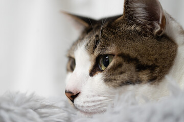 見つめる猫　キジトラ猫