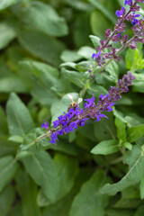 sage flowers for use in medicine and cooking