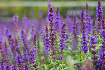 sage flowers for use in medicine and cooking