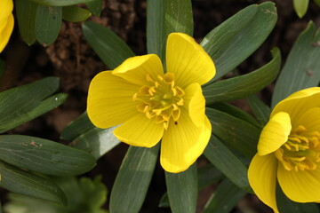 Eranthis hyemalis is a plant found in Europe