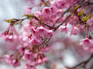 Fototapeta na wymiar 公園に咲く早咲きの綺麗な桜の花