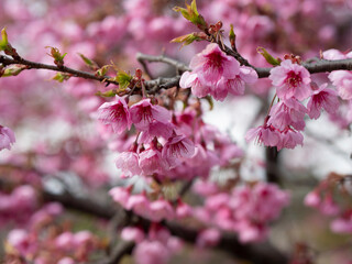 Fototapeta na wymiar 公園に咲く早咲きの綺麗な桜の花