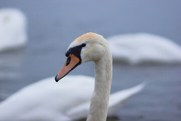 Beautiful swan birds float on the reflective water of the lake.
