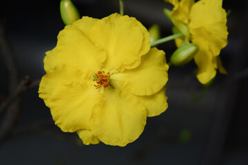 Yellow apricot flowers, ochna integerrima flower
