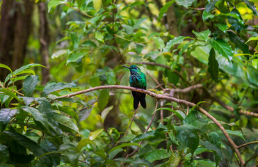 Beatiful Hummingbird, colibri sitting on a branch in Costa Rica. Central America.