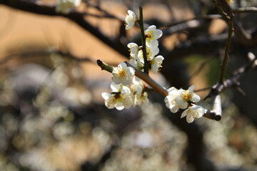 白い梅の花が咲く庭
