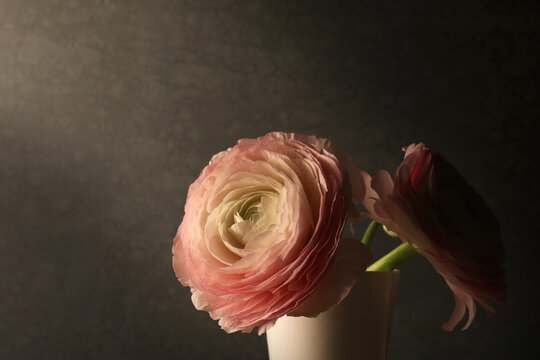 Still life con ranuncoli. Fiori recisi dalle delicate tonalit&agrave; rosa pallido.