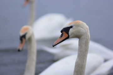 Fototapeta premium Beautiful swan birds float on the reflective water of the lake. 