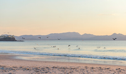 Wild beautiful birds - pelicans fishing in the ocean in sunset with big waves beach Playa Flamingo in Guanacaste, Costa Rica. Central America..
