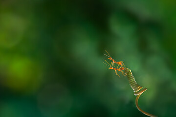 Ant action standing. Ant carries flower or food, Concept team work together