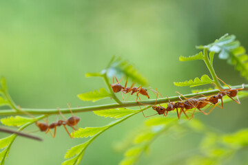 Ant action standing.
Red ants are climbing green vines, Red ant, Weaver Ants (Oecophylla smaragdina), the concept for nature background