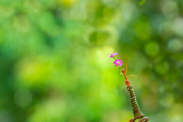 Ant action standing. Ant carries flower or food, Concept team work together