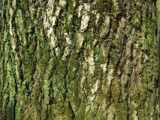 早春のモミジバフウの幹の模様