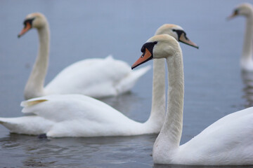 Beautiful swan birds float on the reflective water of the lake.
