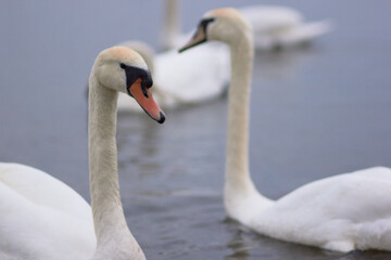 Fototapeta premium Beautiful swan birds float on the reflective water of the lake. 