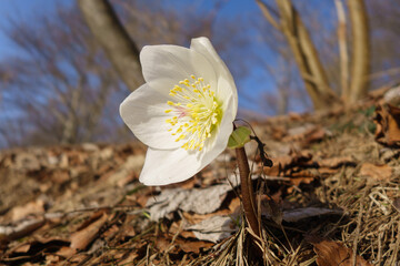 Fiore di rosa di natale bianco in primo piano nel sottobosco suo ambiente naturale 