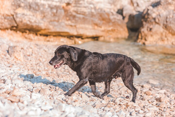 black wet labrador dog at rocky sea beach