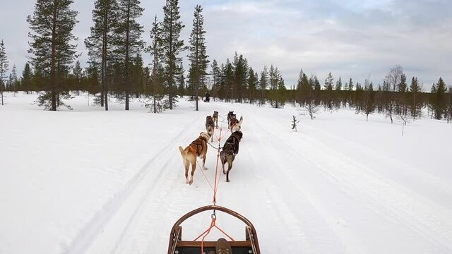Husky sled pulled fast through the wilderness of the arctic circle in the north of Finland