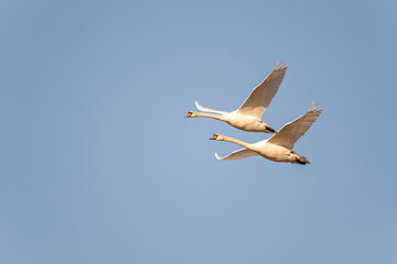Höckerschwäne im Flug