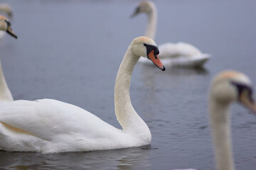 Beautiful swan birds float on the reflective water of the lake.
