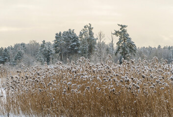 Dry reeds covered with snow on the shore of a frozen lake.