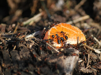detail of ants on a tangerine slice in an anthill
