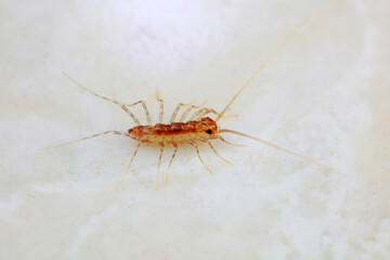 common house centipede on a white background, North China