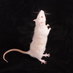standing white albino rat