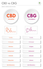 CBD vs CBG, Cannabidiol vs Cannabigerol vertical business infographic illustration about cannabis as herbal alternative medicine and chemical therapy, healthcare and medical vector.