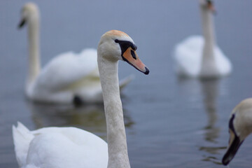 Obraz premium Beautiful swan birds float on the reflective water of the lake. 