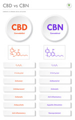 CBD vs CBN, Cannabidiol vs Cannabinol vertical business infographic illustration about cannabis as herbal alternative medicine and chemical therapy, healthcare and medical vector.