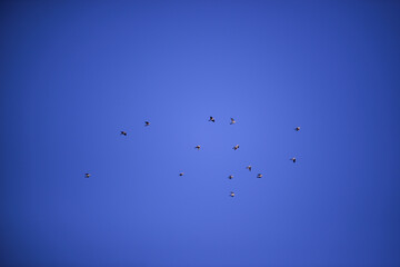 a large flock of wild pigeons flying in the summer sky. Columba palumbus birds in freedom