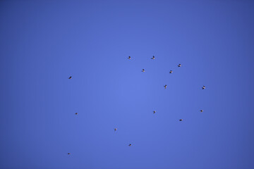 a large flock of wild pigeons flying in the summer sky. Columba palumbus birds in freedom