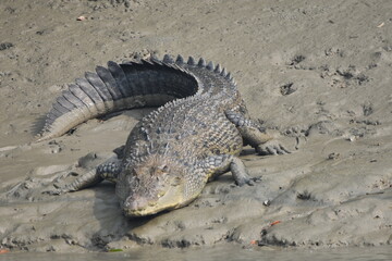 Sundarban Wildlife