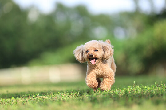 愛犬のポートレート