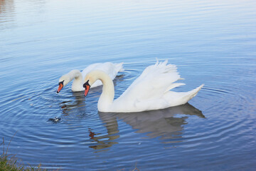 Two white swans float on the reflective water of the lake.
