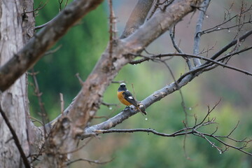 ジョウビタキのオス