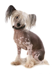 Chinese crested